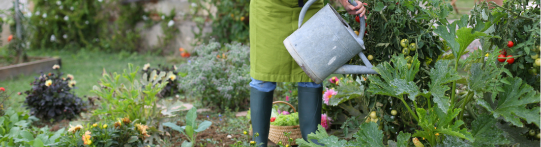 Senior woman watering a vegetable garden