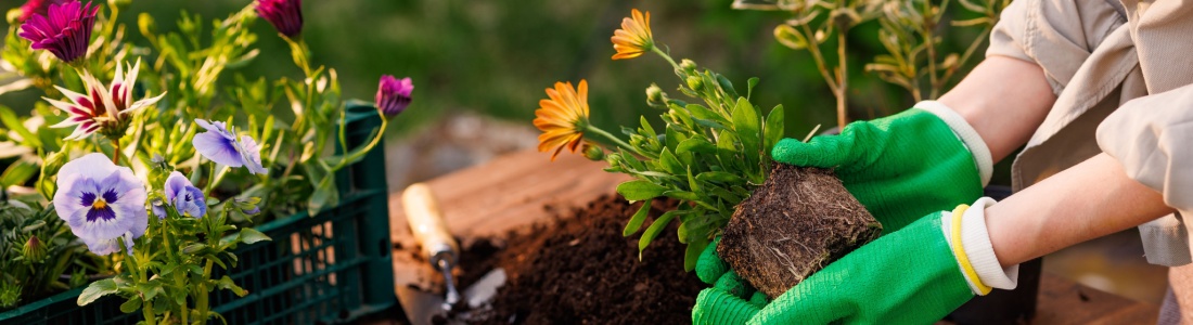 A woman adding plants to a garden.