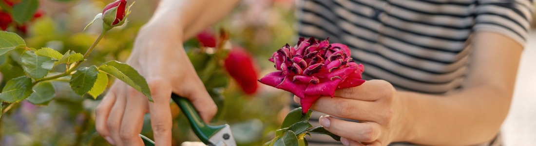 A gardener pruning a rose bush.